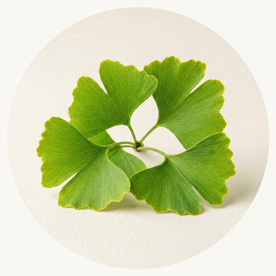 Extracto De Ginkgo Biloba