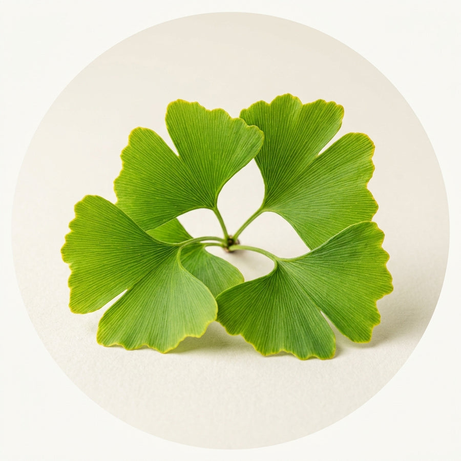 Ginkgo Biloba Extract